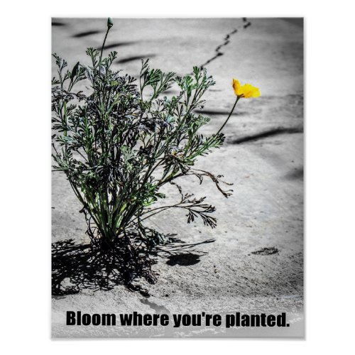bloom   where   youre   planted   poster