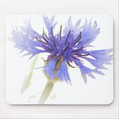 high   contrast   blue   cornflower   floral   photo   mouse   pad