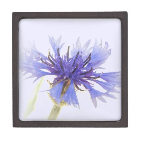 high   contrast   blue   cornflower   floral   photo   on   blue   gift   box