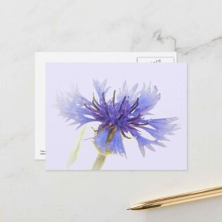 Blue Cornflower - Postcard