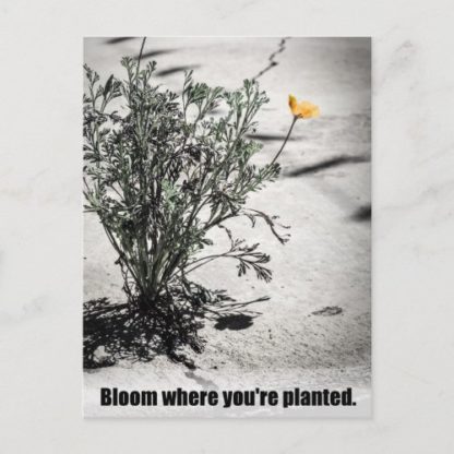 california poppy growing in a crack in the concrete with text, bloom where you're planted