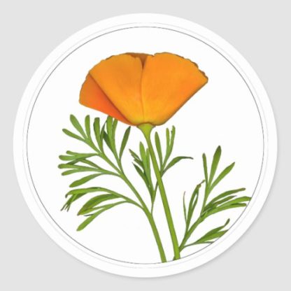 photo of a california poppy in a circle on white, round sticker