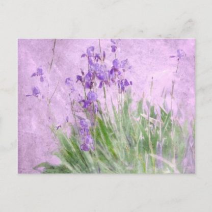 purple irises watercolor postcard